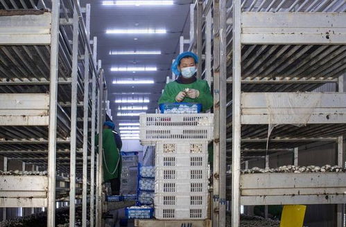 组图 江苏扬州 工厂化立体种植食用菌助增收